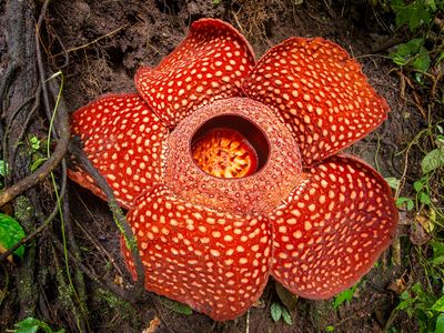 Rafflesia flower