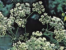 Poison hemlock (Conium maculatum).