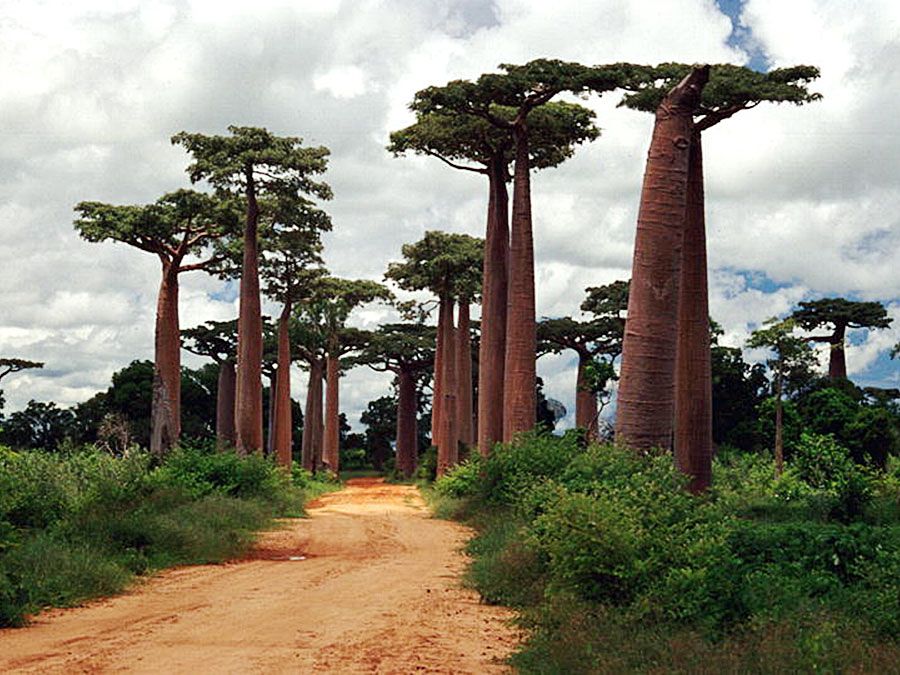 Avenue of the Baobabs