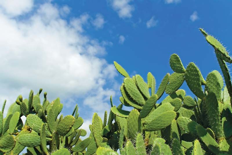 Prickly pear cactus