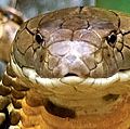 King Cobra snake in Malaysia. (reptile)