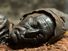 Bog body. Head of Tollund Man. Died at about age 30-40, Dated to about 280 BCE early Iron Age. Found Bjaeldskovdal bog Denmark in 1950 near Elling Woman. Most well preserved bog body to date. Human remains mummified in natural peat bogs. mummy, embalm