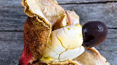 Interior of frozen Ackee fruit (Blighia sapida) with white flesh and large black seed. Native to tropical West Africa. National fruit of Jamaica. Unripe fruit is toxic (poisonous). Aka achee, ackee apple or akee