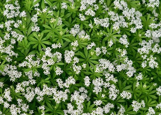 sweet woodruff