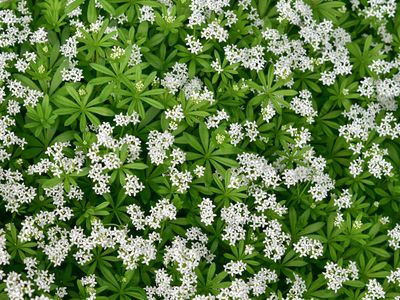 sweet woodruff