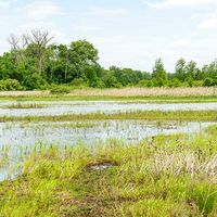 Water sits in a macro at a a restored wetland area in Starke County, Indiana May 25, 2021. The area is enrolled in the NRCS' Wetland Reserve Easement Program. The easement includes 200.6 acres of former cropland that were restored to create wetland, prairie and forest habitat for wildlife. The purpose of the macros is to provide habit and food to a variety of animals including migrating waterfowl, while returning the landscape to its natural appearance prior to the installation of drainage for agriculture and urban development.