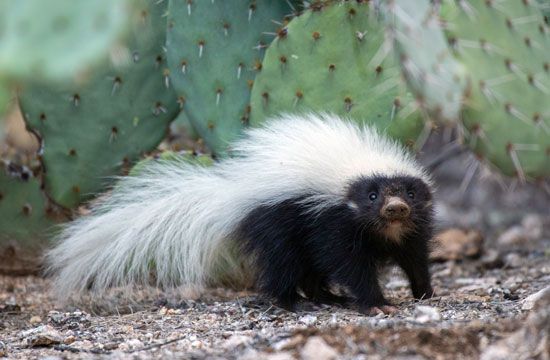 American hog-nosed skunk (Conepatus leuconotus)