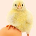 Chicken and an egg with a white background (poultry, chick, birds).