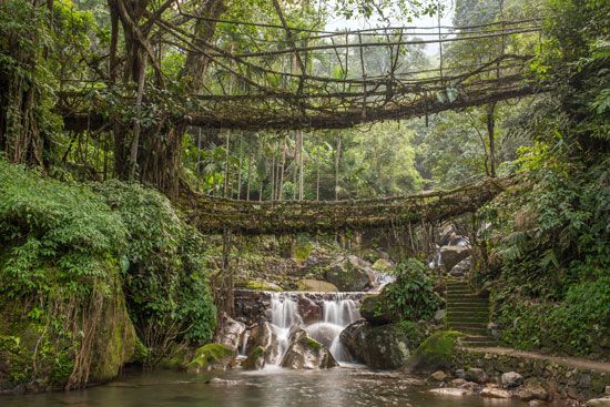 Living root bridge