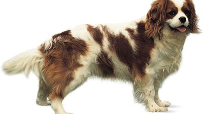 Cavalier King Charles spaniel