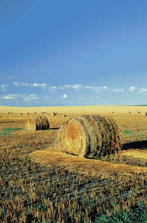 hay bales