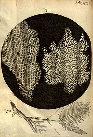 Robert Hooke's drawings