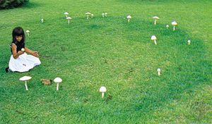 fairy ring