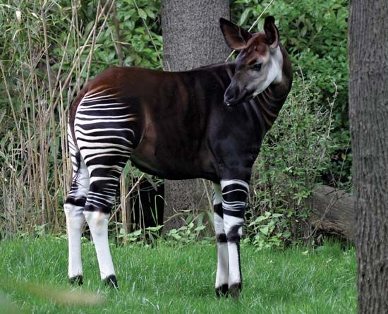 okapi