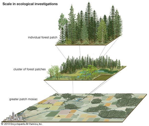 scale in ecological studies