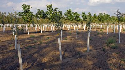 Forest restoration in New Zealand