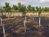 Forest restoration in New Zealand