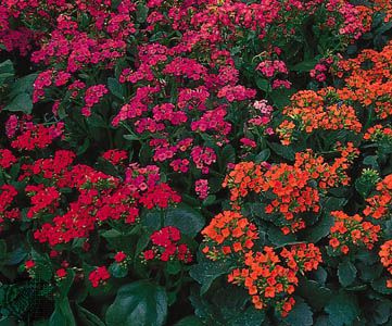 florist's kalanchoe