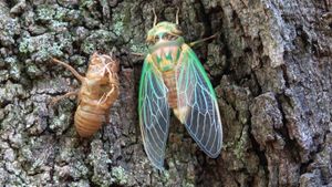 dog-day cicada