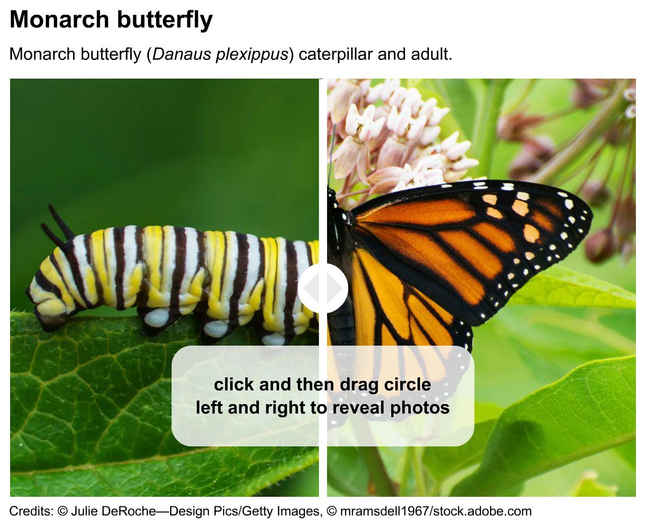 Monarch caterpillar and butterfly