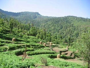 Himalayas: terraced fields