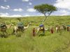 How the Maasai protect wildlife in Kenya