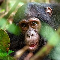 Chimpanzee (Pan troglodytes) in the forest. Ape mammal animal close up face