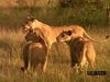 Observe a predatory lion pride in a typical day of grooming, playing, hunting and eating prey, and sleeping