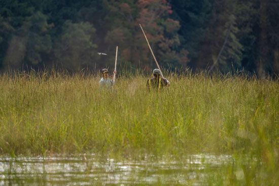 Annual wild rice