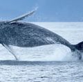 Humpback whale breaching out of the ocean. (sea mammal; ocean mammal)