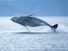 Humpback whale breaching out of the ocean. (sea mammal; ocean mammal)