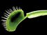 Venus's-flytrap. Venus's-flytrap (Dionaea muscipula) one of the best known of the meat-eating plants. Carnivorous plant, Venus flytrap, Venus fly trap