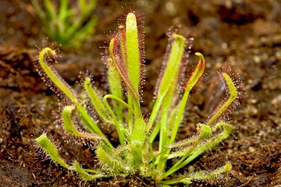 Cape sundew