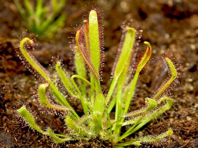 Cape sundew