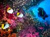 Explore with German biologist Matthias Kopfmüller and his team to document one of the world's rich biodiversity in the waters off Indonesia