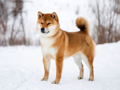 Shiba Inu