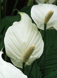 peace lily