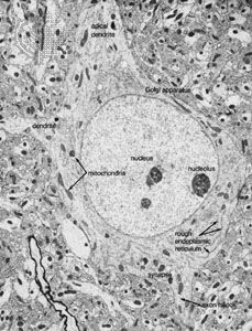 neuron from visual cortex of a rat