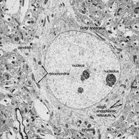 neuron from visual cortex of a rat