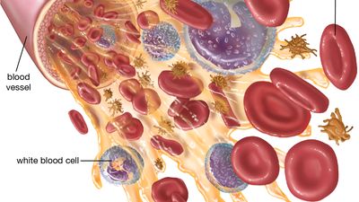 blood components diagram