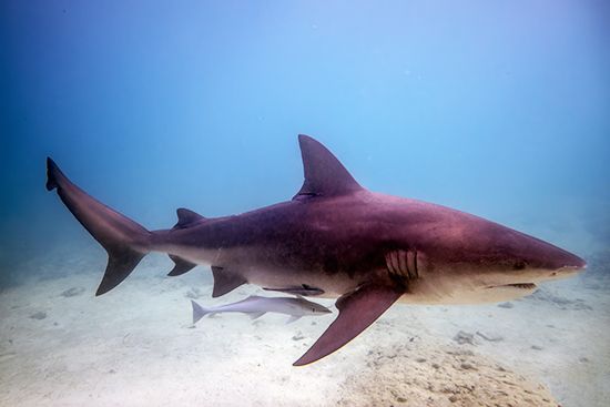 bull shark