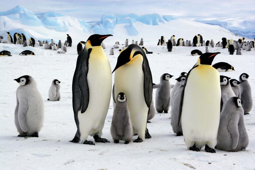 Emperor penguins and chicks  in Antarctica (arctic animal; arctic bird; penguin; baby penguins; penguin family)