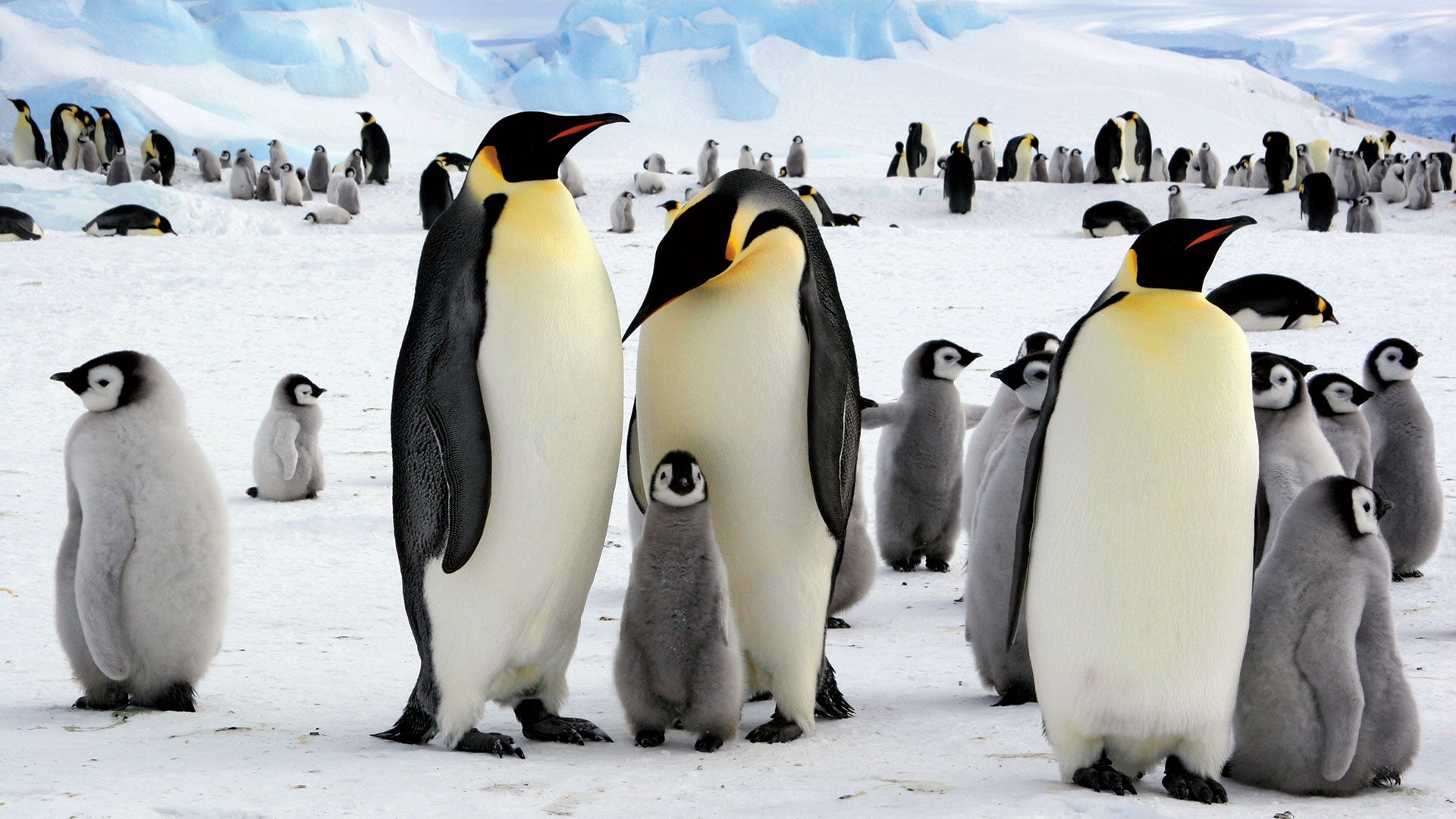 Emperor penguins