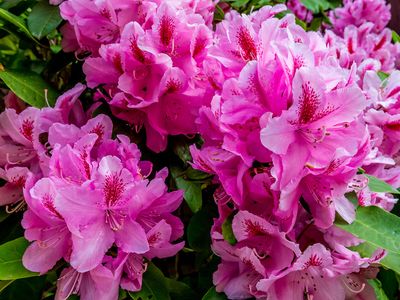 Pacific rhododendron