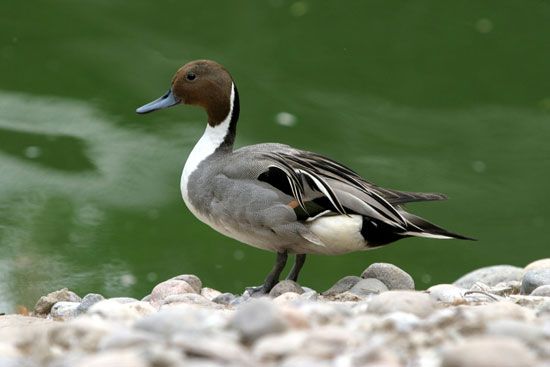 northern pintail (Anas acuta)