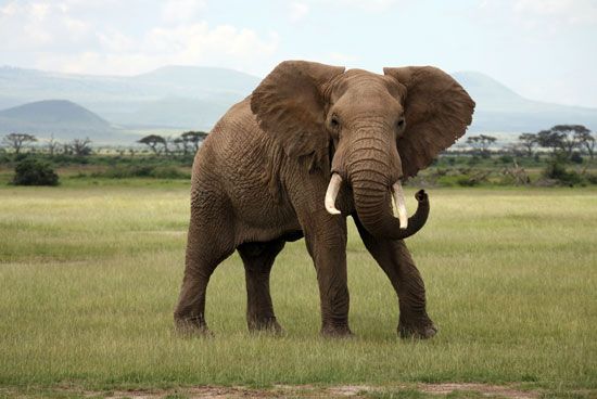 African bush elephant (Loxodonta africana)