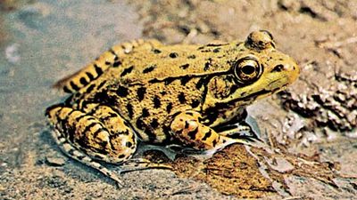 Green frog (Rana clamitans melanota).