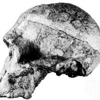 Lateral view of an Australopithecus africanus skull found at Sterkfontein, S.Af.