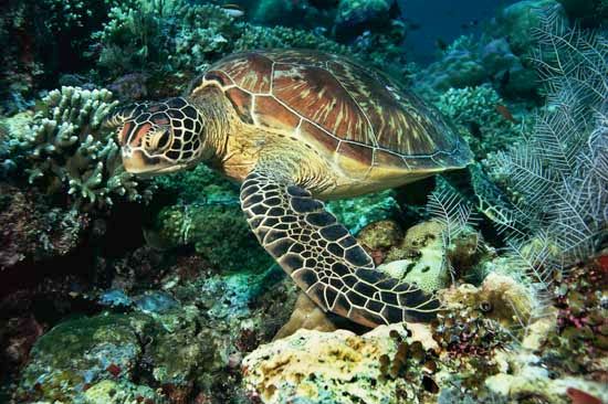 green turtle