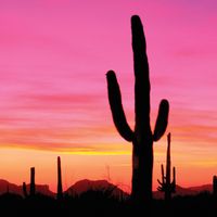 Organ Pipe Cactus National Monument